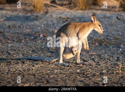 Wallaby agile avec joey dans sa poche. Banque D'Images