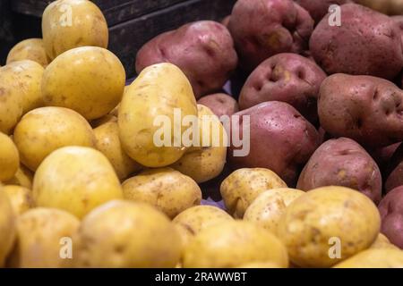 Élevaient et récoltaient des pommes de terre Yukon Gold et Red Banque D'Images