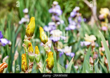 Gros plan d'une fleur Calizona Gold Iris bourgeons avec une faible profondeur de champ Banque D'Images