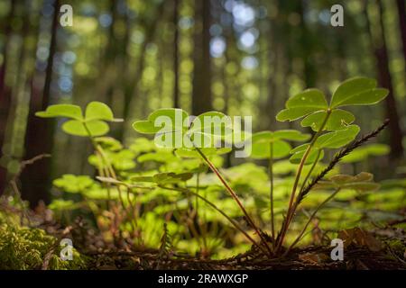 L'oseille de séquoia sur le sol de la forêt à Armstrong Redwoods State Natural Reserve, à Guerneville, en Californie. Point de vue bas au niveau du sol, arbres brouillés. Banque D'Images