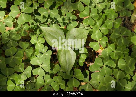 Redwood Sorrel couverture dense de plancher forestier dans Armstrong Redwoods State Natural Reserve, Guerneville, Californie. Vue de dessus, vert sur tout le cadre. Banque D'Images