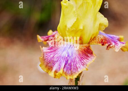 Gros plan d'une grande fleur d'iris violet et jaune avec une faible profondeur de champ Banque D'Images