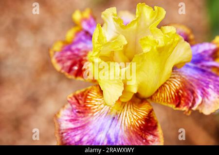 Gros plan d'une grande fleur d'iris violet et jaune avec une faible profondeur de champ Banque D'Images
