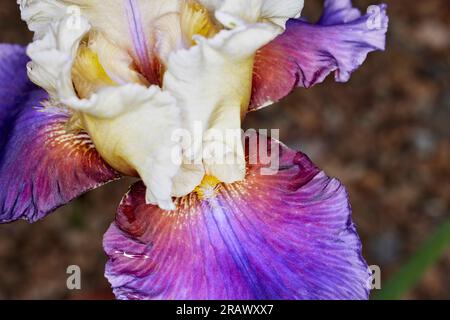 Gros plan d'une grande fleur d'iris violet et jaune avec une faible profondeur de champ Banque D'Images