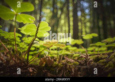 L'oseille de séquoia sur le sol de la forêt à Armstrong Redwoods State Natural Reserve, à Guerneville, en Californie. Point de vue bas au niveau du sol, arbres brouillés. Banque D'Images