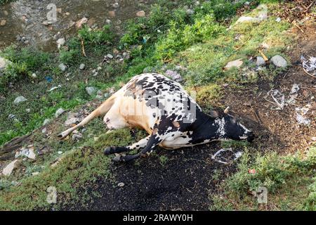 Une vache morte couchée sur la rive. Vue de dessus Banque D'Images