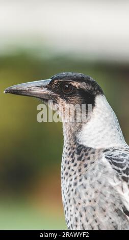 Un gros plan d'une jeune pie révèle ses plumes noires et blanches élégantes, ses yeux brillants et son expression curieuse. Banque D'Images
