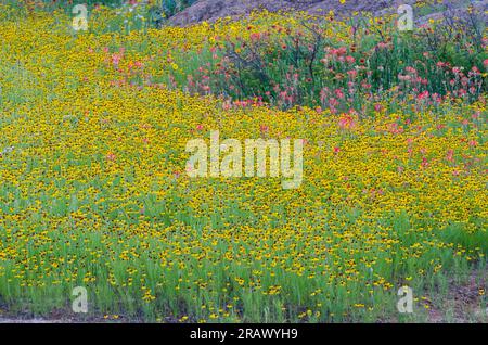 Fleurs sauvages, Bitterweed brun, Helenium amarum var. Badium et Entireleaf Indian Paintbrush, Castilleja indivisa Banque D'Images