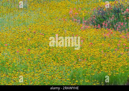 Fleurs sauvages, Bitterweed brun, Helenium amarum var. Badium et Entireleaf Indian Paintbrush, Castilleja indivisa Banque D'Images