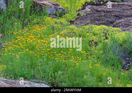 Fleurs sauvages, Bitterweed brun, Helenium amarum var. Badium et jaune Stonecrop, Sedum nuttallii Banque D'Images