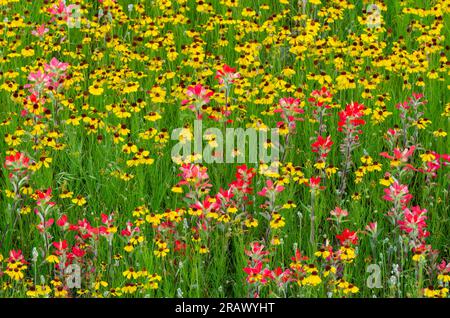 Fleurs sauvages, Bitterweed brun, Helenium amarum var. Badium et Entireleaf Indian Paintbrush, Castilleja indivisa Banque D'Images