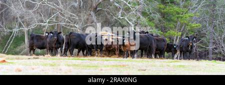 Bannière Web d'un troupeau de vaches commerciales Angus et de veaux mangeant d'un alimenteur à balles rondes dans un pâturage de janvier en Alabama. Banque D'Images