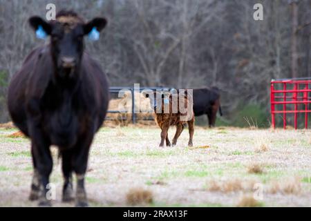 Jeune veau Angus dans le milieu du terrain avec sa mère floue au premier plan dans un pâturage de janvier. Banque D'Images