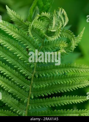 A Bracken Fern's (Pteridium aquilinum) se mettent en tourbillon dans une forme différente, Clearing Grounds, Ellison Bay, Door County, Wisconsin Banque D'Images