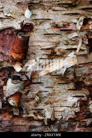 Écorce des boucles et des pelures sur un bouleau à papier mort (Betula papyrifera), Newport State Park, Door County, Wisconsin Banque D'Images