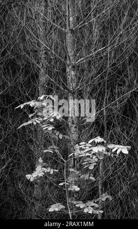 Un jeune frêne blanc (Fraxinus americana) pousse devant un peuplement de tamarack (Larix laricina) morts, dans le parc d'État de Newport, comté de Door, Wisconsin Banque D'Images