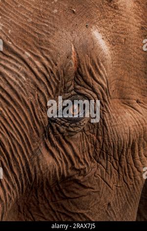 Un gros plan captivant de l'œil d'un éléphant, révélant la profondeur et la sagesse qui résident dans ces créatures majestueuses. Banque D'Images