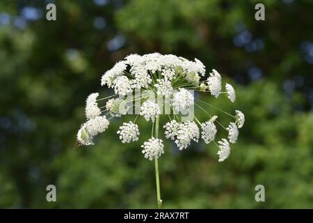 Bullwort - Ammi majus Banque D'Images