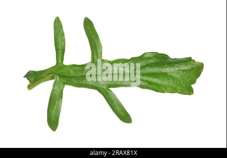 Fusée orientale - Sisymbrium orientale Banque D'Images