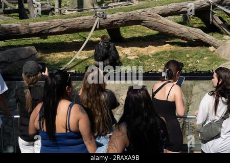 Calgary, Alberta, Canada. 5 juillet 2023. Les gens photographient un gorille au zoo de Calgary, au Canada. (Image de crédit : © Matias Basualdo/ZUMA Press Wire) USAGE ÉDITORIAL SEULEMENT! Non destiné à UN USAGE commercial ! Banque D'Images