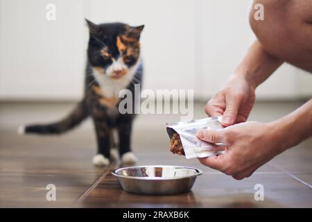 Vie domestique avec animal de compagnie. Gros plan des mains de l'homme tout en nourrissant son chat tabby affamé à la maison. Banque D'Images