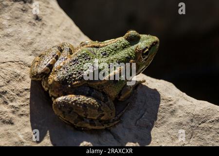 Grenouille commune sur roche rétro-éclairée Banque D'Images