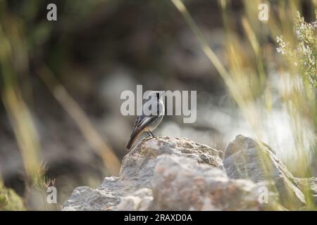 Phoenicurus ochruros, Redstart noir sur roche à Ruta del Serpis, Espagne Banque D'Images