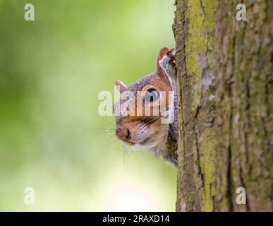 Un mignon écureuil gris, (Sciurus carolinensis), culminant derrière un tronc d'arbre Banque D'Images