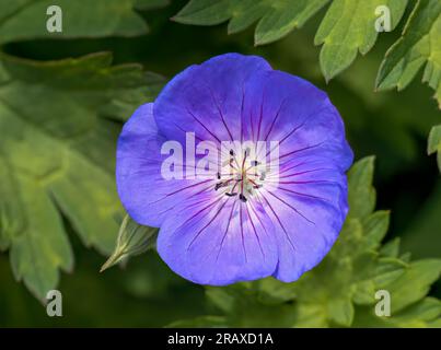 Fleur solitaire d'un Géranium sauvage violet également connu sous le nom de Purple Cranesbill Banque D'Images