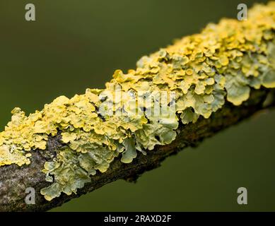 Vert et jaune Ruffle Lichen poussant sur une branche d'arbre morte Banque D'Images