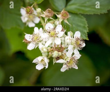 Une masse de Bramble blanc, (mûre sauvage), fleurs Banque D'Images