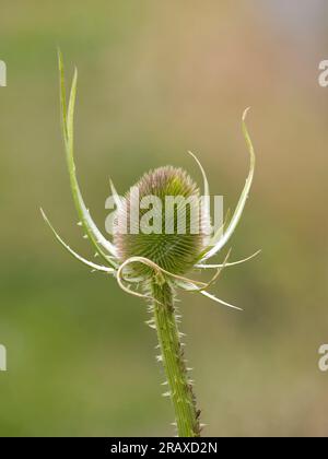 Tête de fleur d'une plante à thé, (Dipsacus fullonum), photographiée sur un fond de feuillage vert diffus Banque D'Images