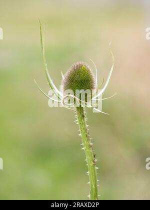 Tête de fleur d'une plante à thé, (Dipsacus fullonum), photographiée sur un fond de feuillage vert diffus Banque D'Images