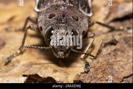 Les grands yeux composés du Eyed Jewel Beetle donnent à l'insecte une excellente vision panoramique. C'est la plus grande de la famille Banque D'Images