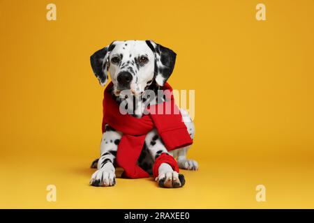 Adorable chien dalmatien avec sweat-shirt rouge et bandana sur fond jaune Banque D'Images