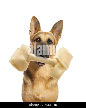 Chien berger allemand mignon tenant l'os à mâcher dans la bouche sur fond blanc Banque D'Images