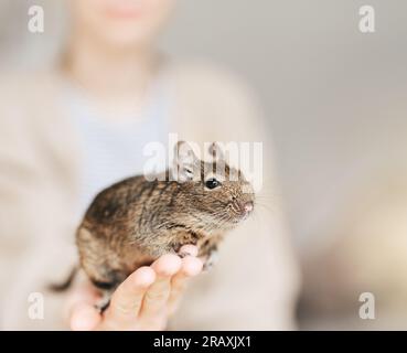 Jeune fille jouant avec mignon écureuil degu chilien. Animal mignon assis sur la main d'un enfant Banque D'Images