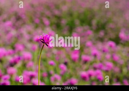 Rose Gomphrena Fireworks fleur ou Globe Amaranth debout seul avec fond flou de son arbre et de sa fleur. Banque D'Images
