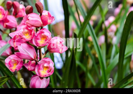 Grappe d'orchidées cymbidium de couleur rose fleurissant sur son arbre. Banque D'Images