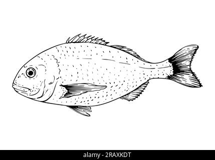 Poisson Dorado. Illustration vectorielle. Isolé sur blanc. Style d'esquisse dessiné à la main. Illustration de Vecteur