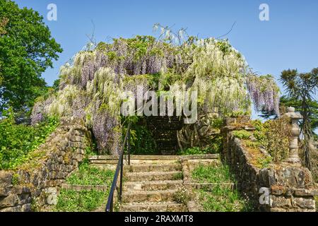 Plante Wisteria poussant sur le chemin avec de vieilles marches usées et mur de pierre. Dans le jardin de campagne anglais. Banque D'Images