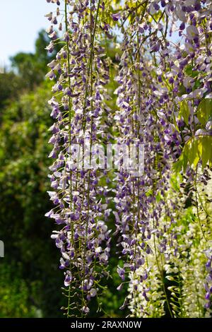 Wisteria plante en pleine floraison au soleil. Banque D'Images