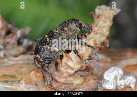 Grand charançon du pin (Hylobius abietis) mangeant l'écorce d'une branche de pin. Banque D'Images