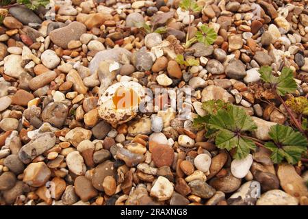 Un grand œuf de goélands cassé parmi les pierres sur une plage montrant le jaune à l'intérieur Banque D'Images