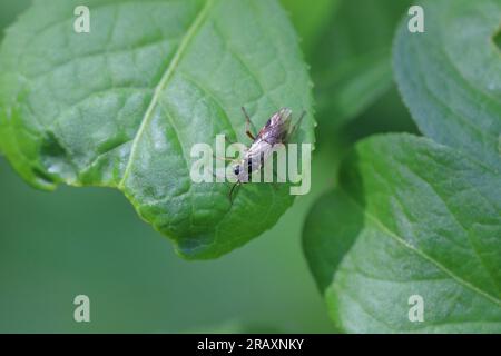 Un hyménoptère de l'ordre de Sawfly (Symphyta) sur une feuille dans le jardin. Banque D'Images