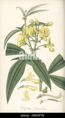 Piptanthus nepalensis. Originaire de Birmanie, Bhoutan, Chine, Inde, envoyé du Népal par le Dr Nathaniel Wallich. Nepaul baptisia, Baptisia nepalensis. Gravure sur cuivre colorée à la main d'après une illustration botanique de William Jackson Hooker tirée de son Exotic Flora, William Blackwood, Édimbourg, 1823-27. Banque D'Images