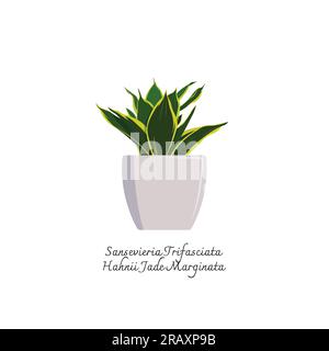 Collection de plantes de serpent couleur lat vector.Color Illustration de Sansevieria trifasciata Hahnii Jade marginata. Langue de la belle-mère. Plante intérieure Illustration de Vecteur