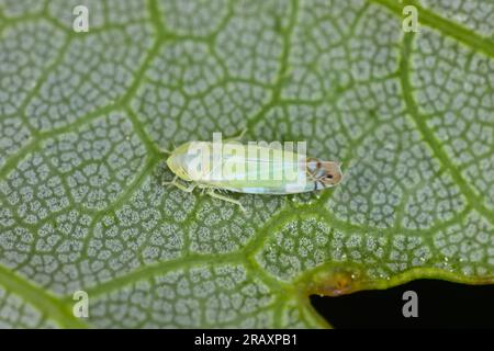 Zyginella pulchra - cicadellidae sur la face inférieure d'une feuille d'érable. Banque D'Images