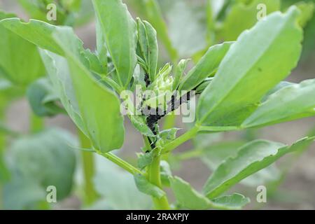 Pucerons - légumes - puceron de haricot noir sur haricots larges (Aphis fabae) Banque D'Images