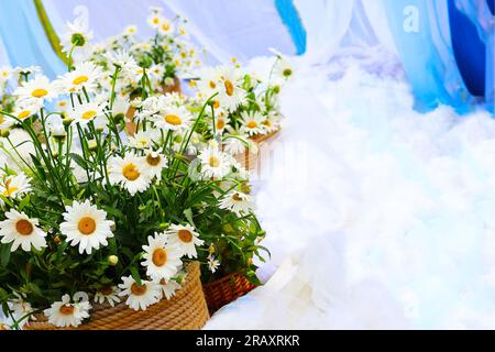 Fleurs de camomille. Bouquet de marguerites blanches dans un panier en osier Banque D'Images